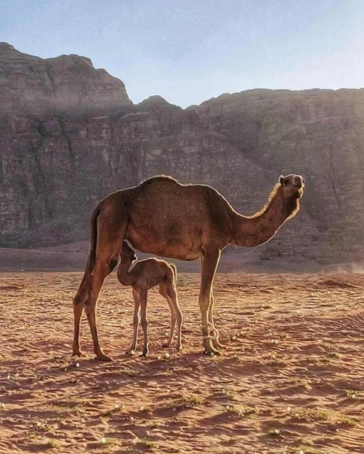 Wadi Rum Camp Kültér fotó